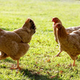 Chickens running in pasture